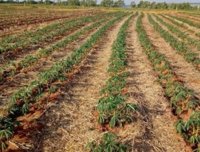 Brasil e Gana iniciam cooperação para fortalecer cadeia produtiva da mandioca