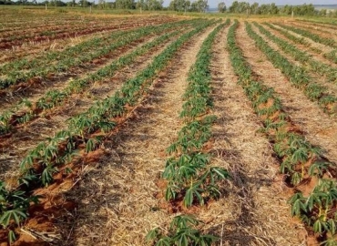 Brasil e Gana iniciam cooperação para fortalecer cadeia produtiva da mandioca